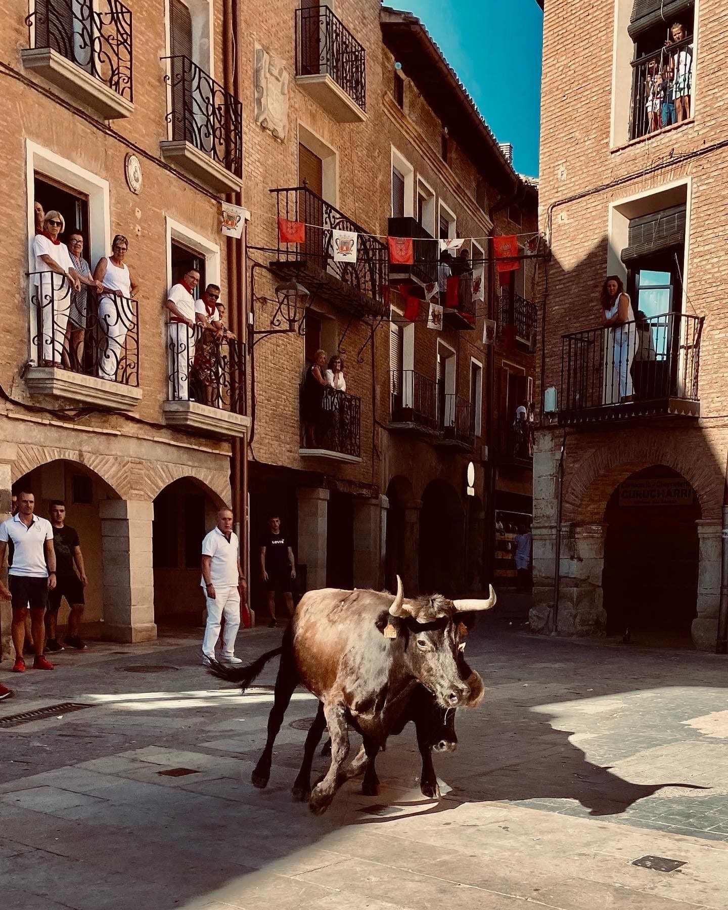 Bull Running in Los Arcos