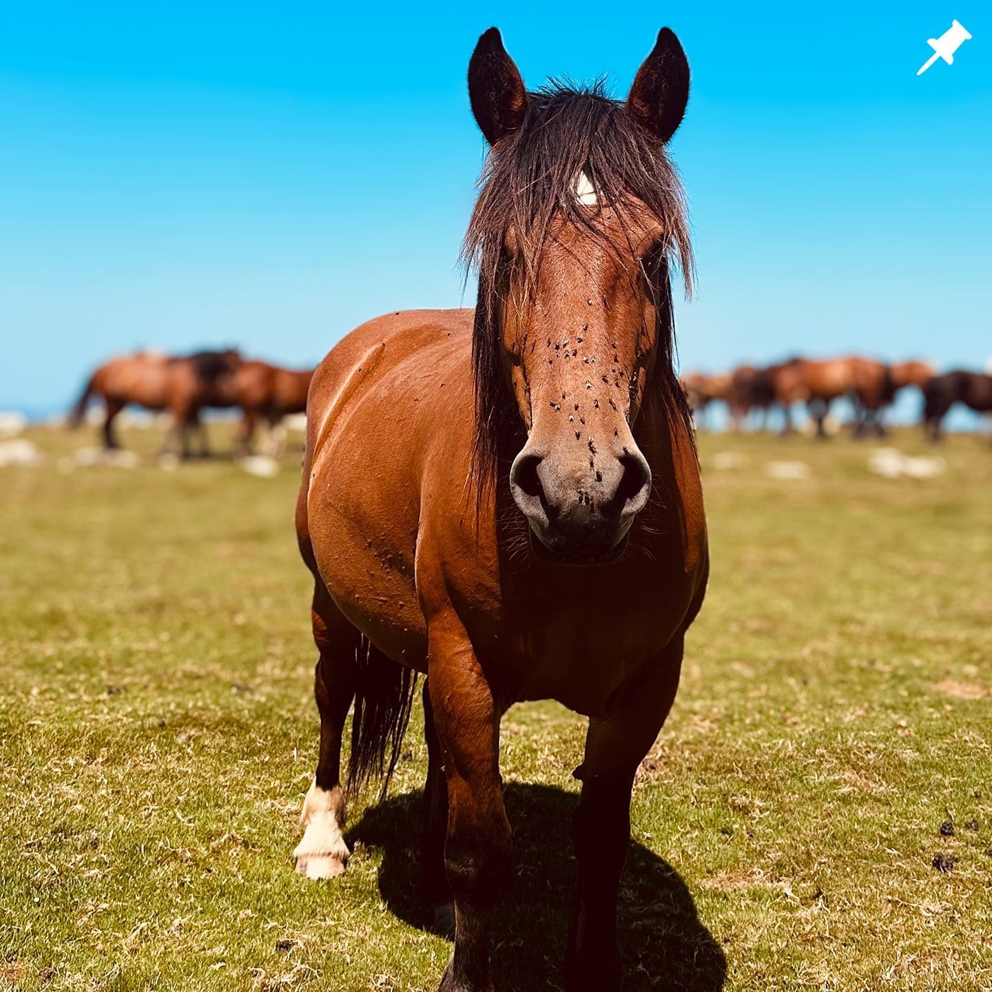 Horse in the Pyrenees