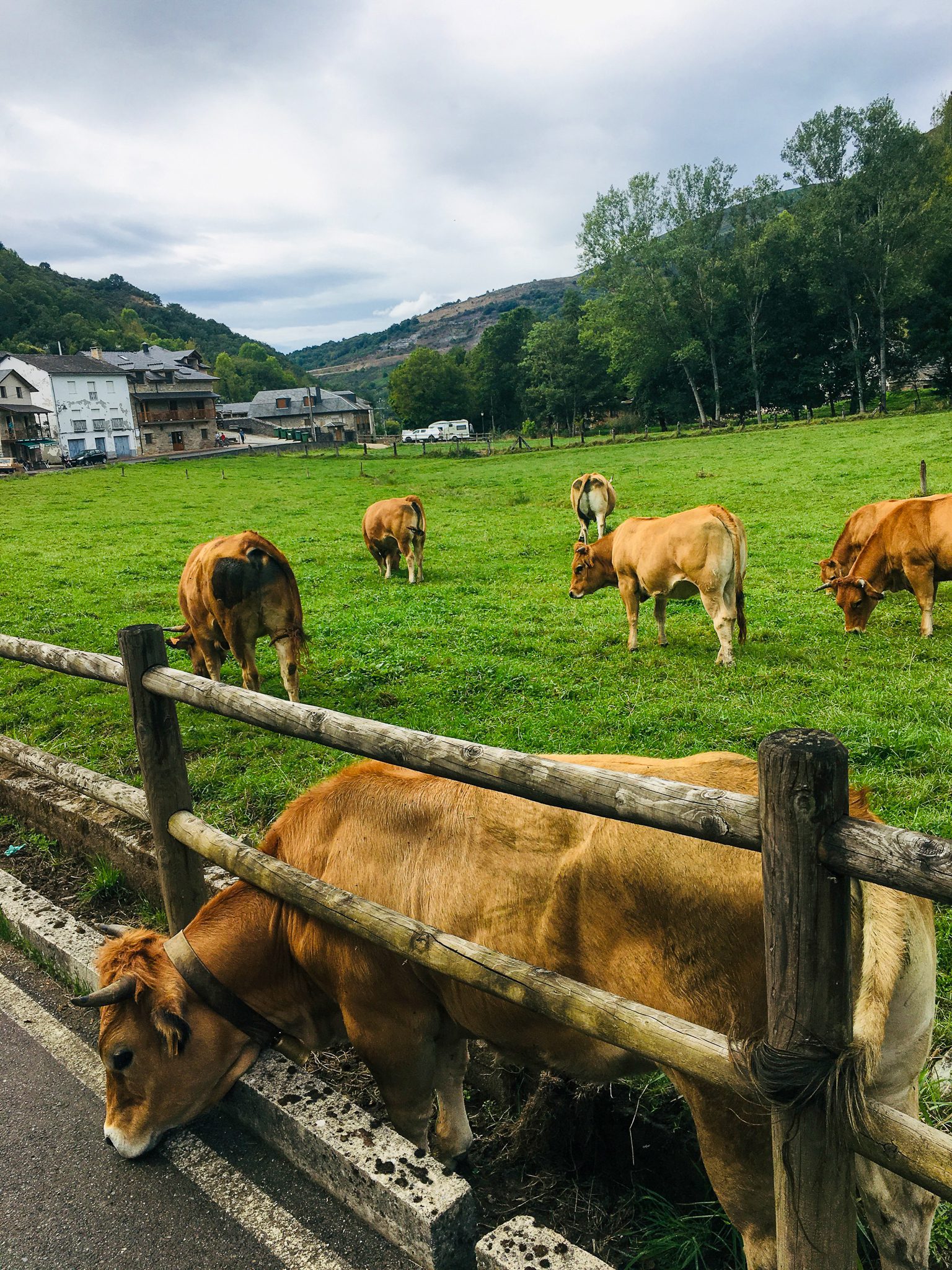 Cows in Las Herrerias