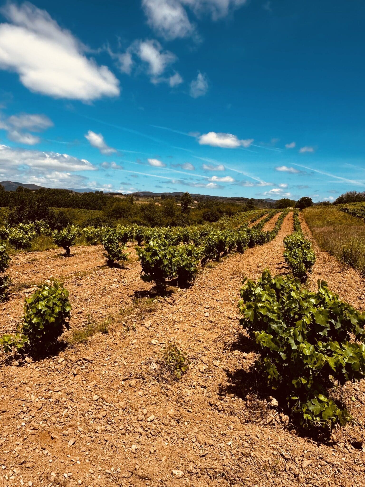 Camponaraya Vineyard
