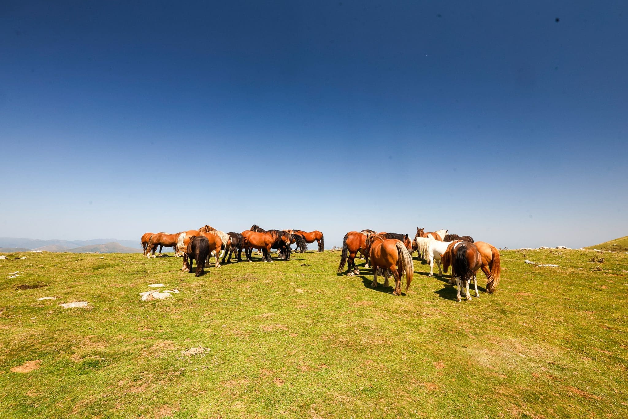 Mountain Horses