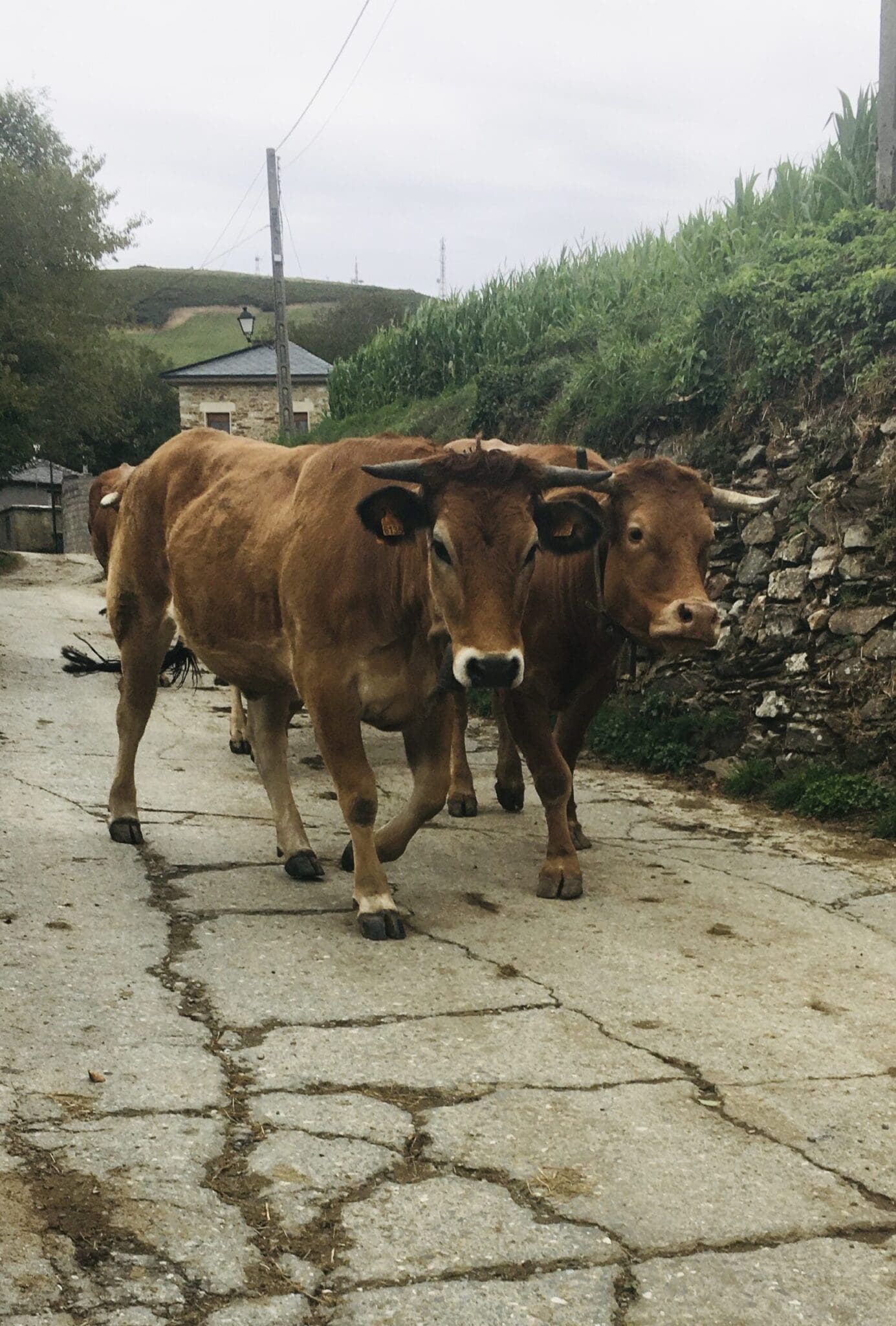 O Cebreiro Cows