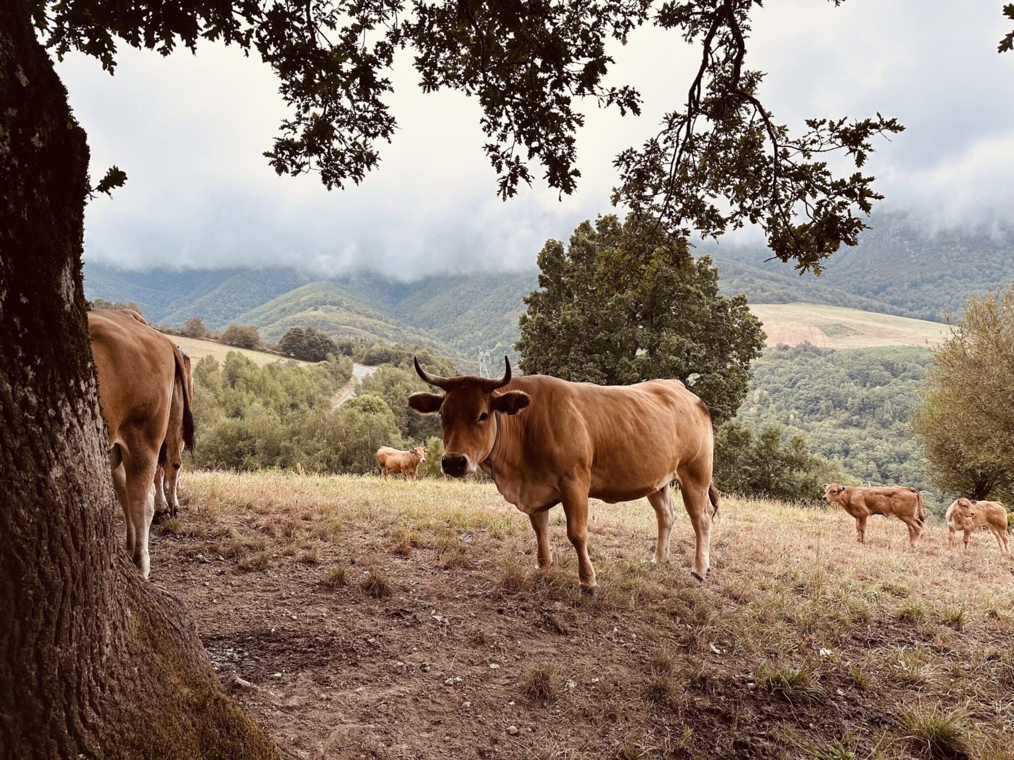Triacastela Cow