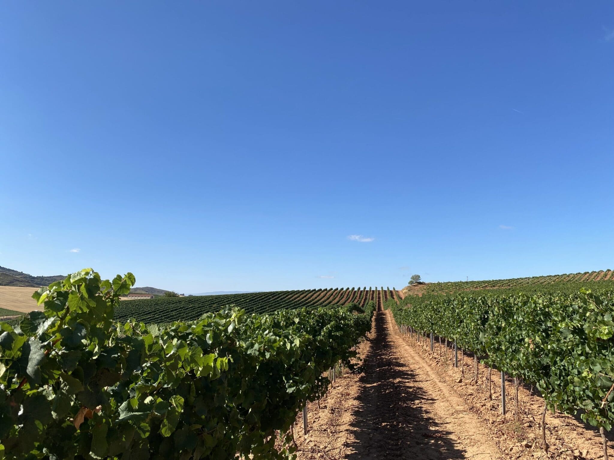 Vineyards Rioja