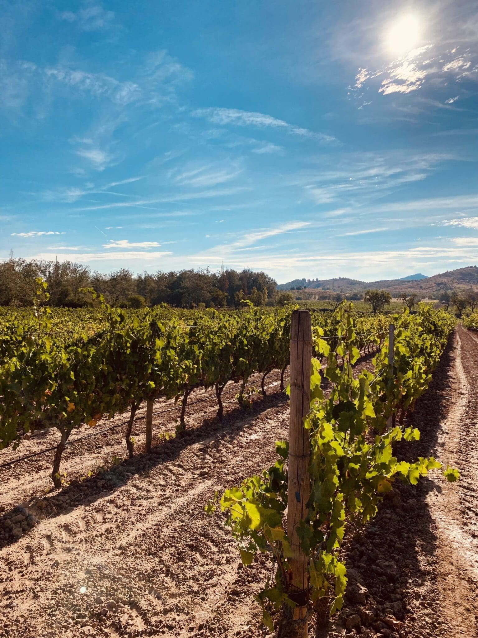 Vineyards